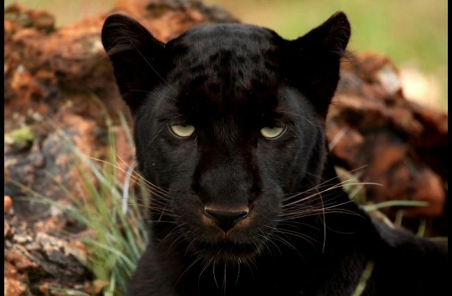The lingering legend of the Australian panther - upstart